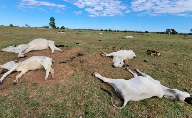 Onda De Frio Intenso Mata Mais De Mil Cabe As De Gado Em Ms