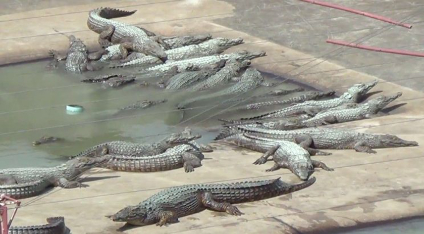 Empresário com pára-quedas caindo em crocodilos famintos