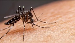 Brasil tem mais mortes por dengue em seis meses que em sete anos somados