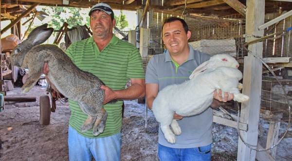 Cunicultura: Conheça a criação de mini e coelhos gigantes