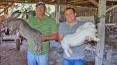 Cunicultura: Conheça a criação de mini e coelhos gigantes