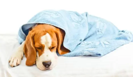 Hepatite infecciosa canina, também conhecida como Doença de Rubarth